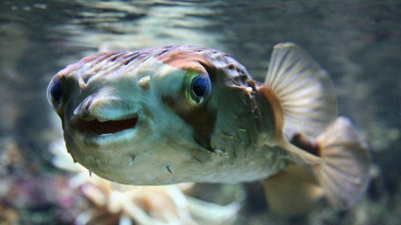 Ученый объяснил появление ядовитой рыбы фугу в Средиземном море